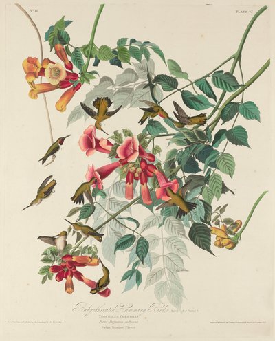 ルビーノドハチドリ 作： Robert Havell after John James Audubon