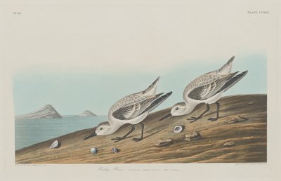アカチドリ 作： Robert Havell after John James Audubon