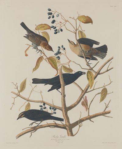 さびたグラクル 作： Robert Havell after John James Audubon