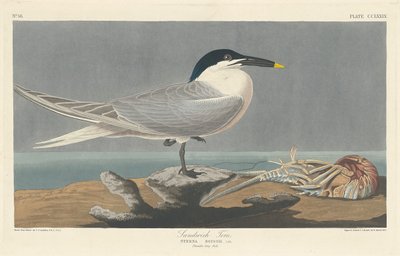 サンドイッチアジサシ 作： Robert Havell after John James Audubon