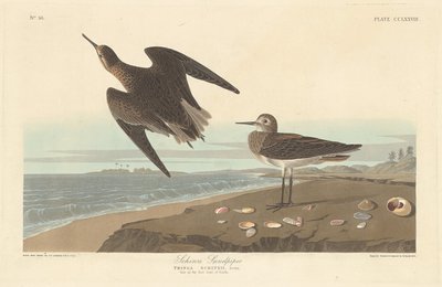シンツのサンドパイパー 作： Robert Havell after John James Audubon