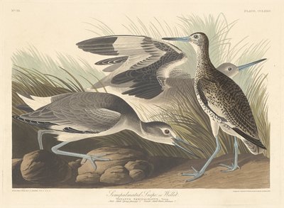 セミパームスナイプまたはウィレット 作： Robert Havell after John James Audubon