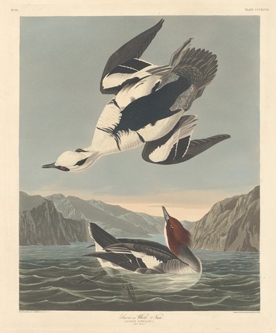 Smew または White Nun 作： Robert Havell after John James Audubon