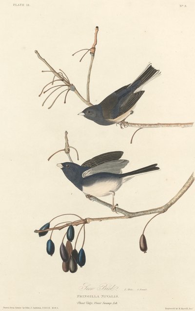スノーバード 作： Robert Havell after John James Audubon