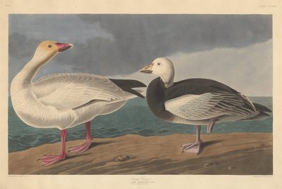 スノーグース 作： Robert Havell after John James Audubon