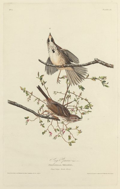 歌雀 作： Robert Havell after John James Audubon