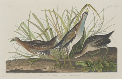ソラorレール 作： Robert Havell after John James Audubon
