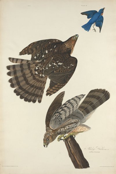 スタンリーホーク 作： Robert Havell after John James Audubon