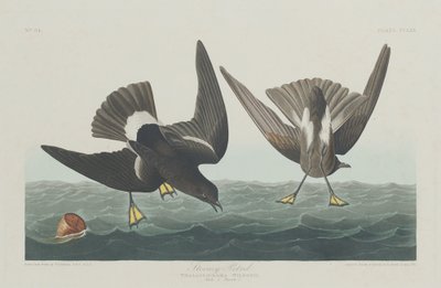 ストーミーペトレル 作： Robert Havell after John James Audubon