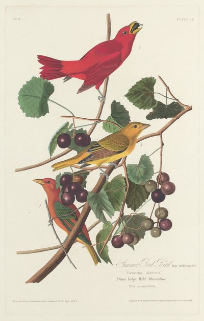 夏の赤い鳥 作： Robert Havell after John James Audubon