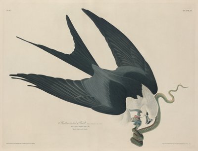 燕尾鷹 作： Robert Havell after John James Audubon