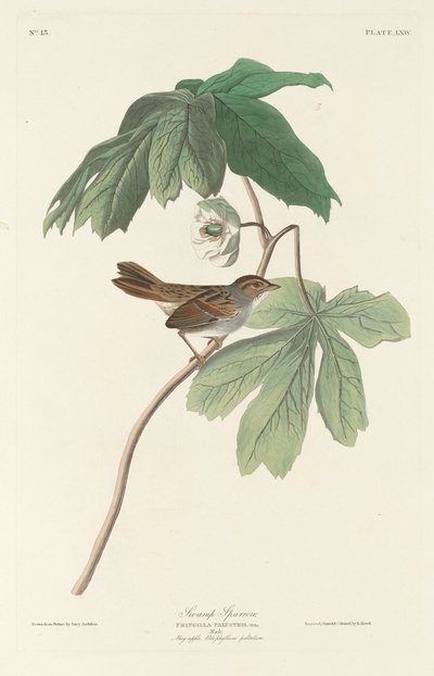スズメ 作： Robert Havell after John James Audubon