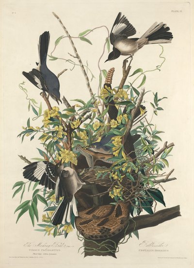 あざける鳥 作： Robert Havell after John James Audubon