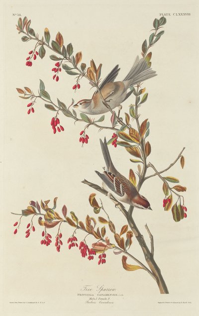 スズメ 作： Robert Havell after John James Audubon