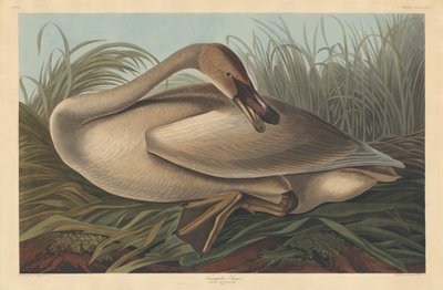 トランペッタースワン 作： Robert Havell after John James Audubon