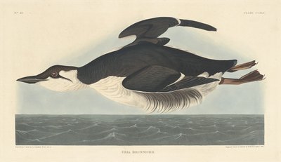 ユリア・ブルニキー 作： Robert Havell after John James Audubon