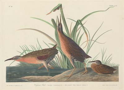 バージニア鉄道 作： Robert Havell after John James Audubon