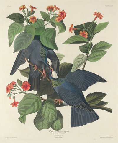 白冠鳩 作： Robert Havell after John James Audubon