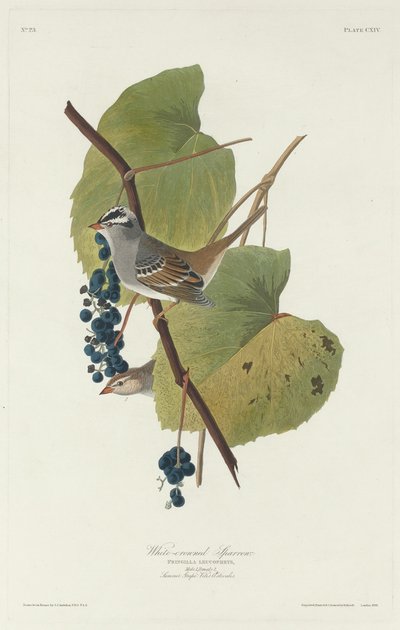 スズメ 作： Robert Havell after John James Audubon