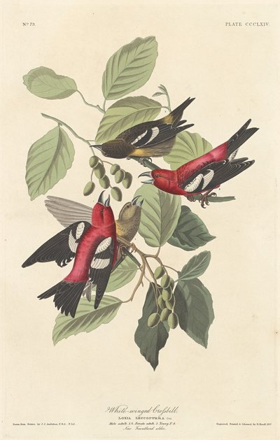 ハシビロコウ 作： Robert Havell after John James Audubon