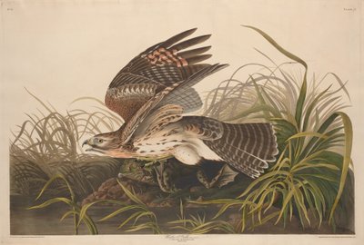 ウィンターホーク 作： Robert Havell after John James Audubon