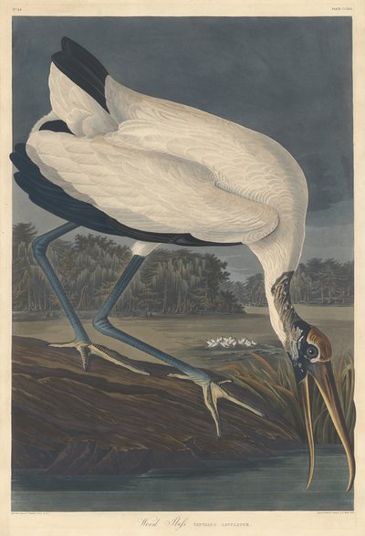 ウッドアイビス 作： Robert Havell after John James Audubon