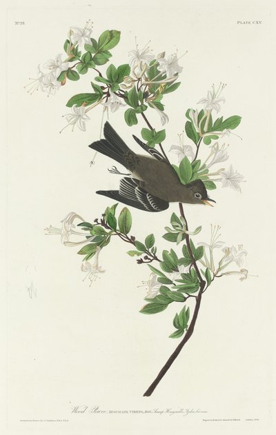 ウッドピーウィー 作： Robert Havell after John James Audubon