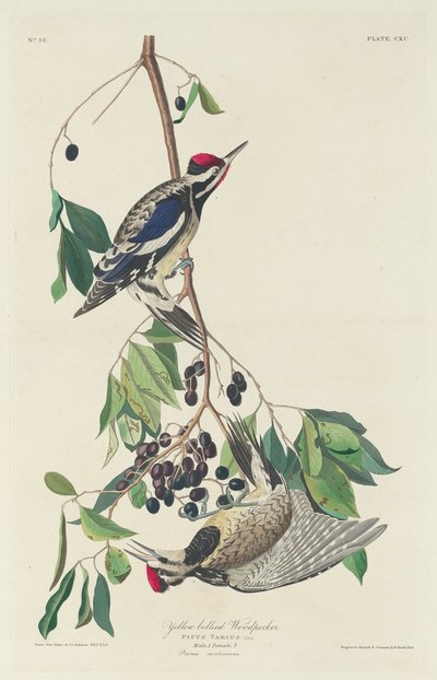 キツツキ 作： Robert Havell after John James Audubon