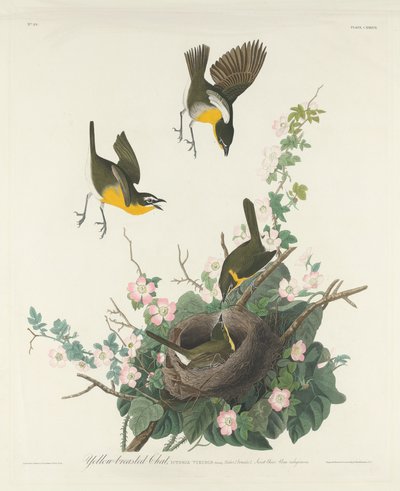 イエロー ブレスト チャット 作： Robert Havell after John James Audubon