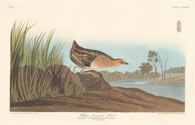 イエローブレストレール 作： Robert Havell after John James Audubon
