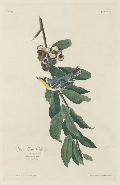 ノドジロムシクイ 作： Robert Havell after John James Audubon