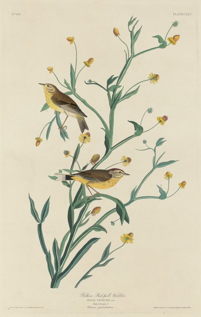 キクイロムシクイ 作： Robert Havell after John James Audubon