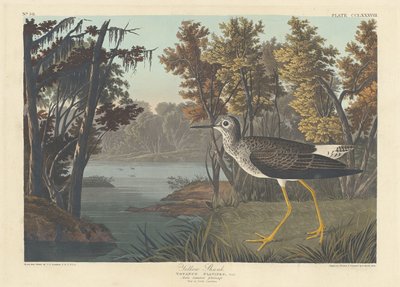 イエローシャンク 作： Robert Havell after John James Audubon