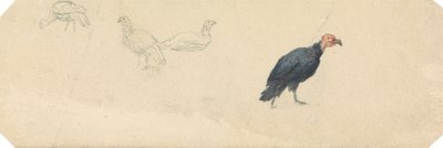 Estudos de uma Turquia 作： Robert Hills
