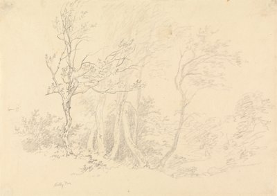 ヒイラギの木の研究 作： Robert Hills