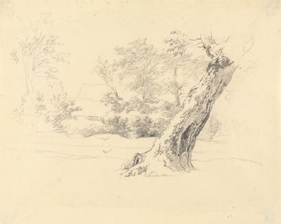 木の研究 作： Robert Hills