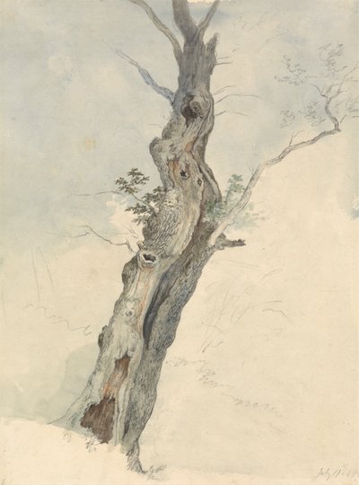 木の研究 作： Robert Hills