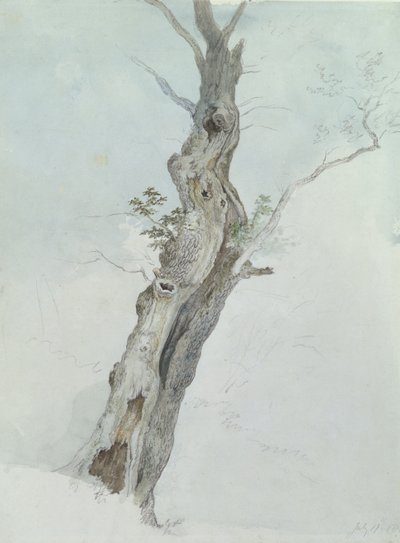 木の研究、c.1800-05（紙のグラファイト上のトイレ） 作： Robert Hills