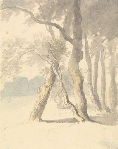 森林研究 作： Robert Hills