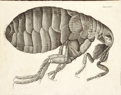 小字症、パブからのノミの断面。 1665年 作： Robert Hooke