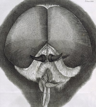 灰色のドローンフライ、Hookes Micrographia、1964年からの観察XXXIX 作： Robert Hooke
