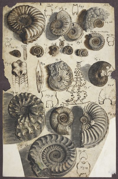 追加さん。 5262、いいえ。 152 蛇石 (アンモナイト) (紙にウォッシュを施したペンとインク) 作： Robert Hooke