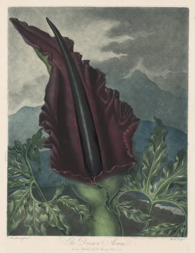 ドラゴンアルム、ブラックカラまたはソロモンリリー、1799-1807。 作： Robert John Thornton