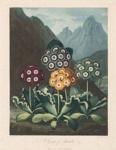 フローラの神殿、または自然の庭園：耳介のグループ 作： Robert John Thornton