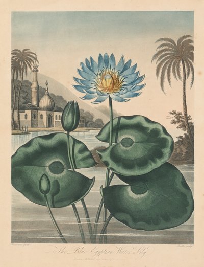 フローラ神殿、または自然の庭：青いエジプトのスイレン、1804年。 作： Robert John Thornton