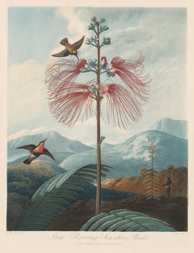 フローラの神殿、または自然の庭園：大規模な開花感受性植物 作： Robert John Thornton