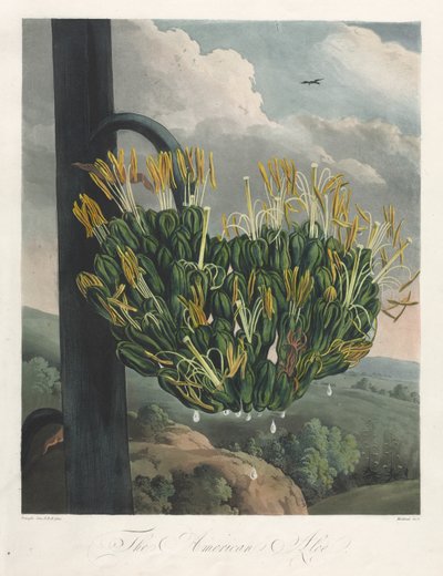 フローラ神殿、または自然の庭：アメリカンアロエ、1807。 作： Robert John Thornton
