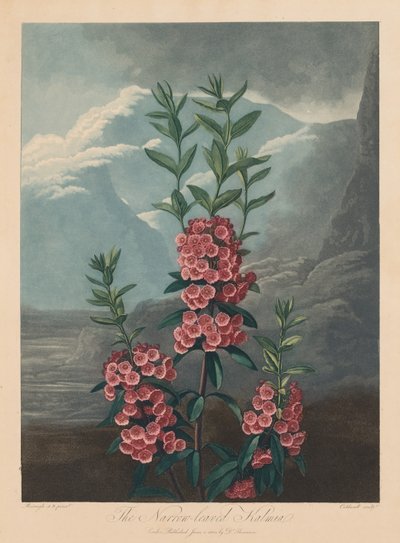 フローラの神殿、または自然の庭：狭葉のカルミア、マウンテンローレル 作： Robert John Thornton