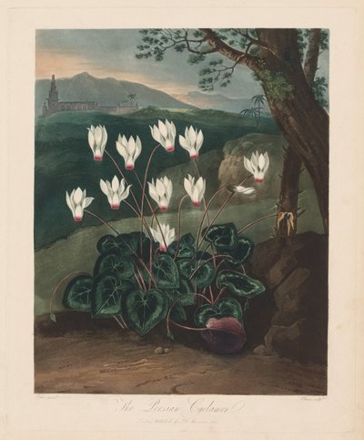 フローラの神殿、または自然の庭園：ペルシャのシクラメン、1799〜1807年。 作： Robert John Thornton