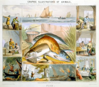 魚、c1850 作： Robert Kent Thomas